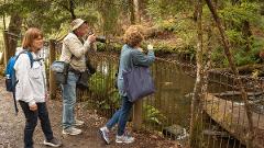 Photographers' Day Out from Hobart - Mt Field National Park