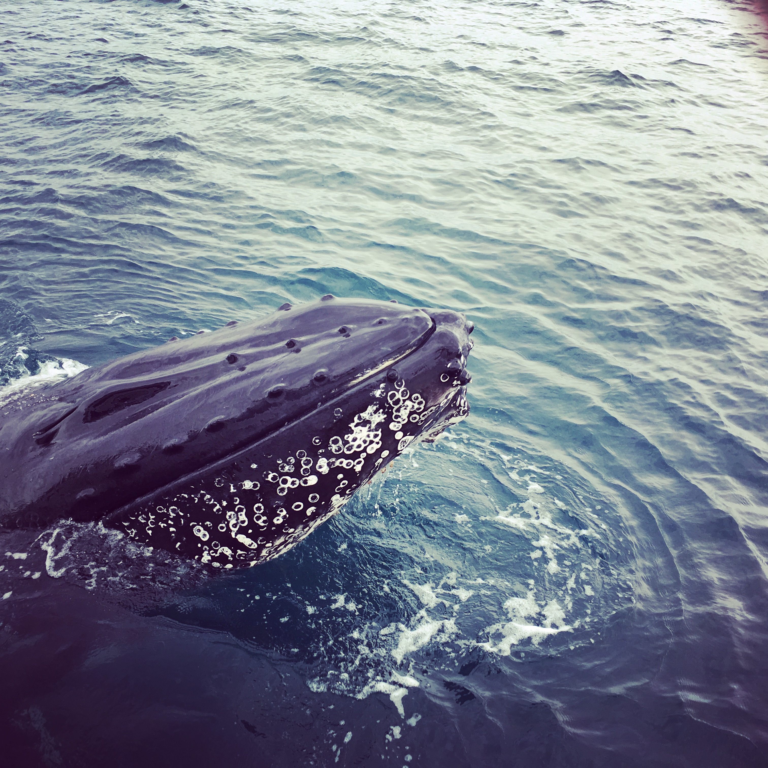 Sydney Dolphin and Whale Watching Experience