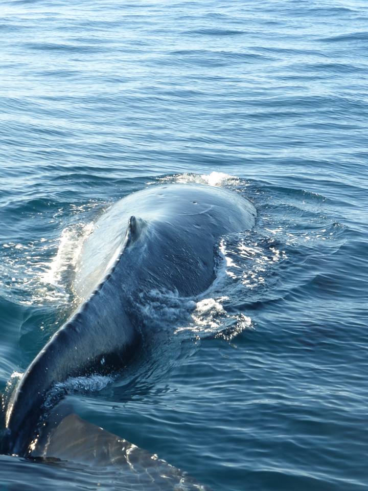 Sydney Dolphin and Whale Watching Experience