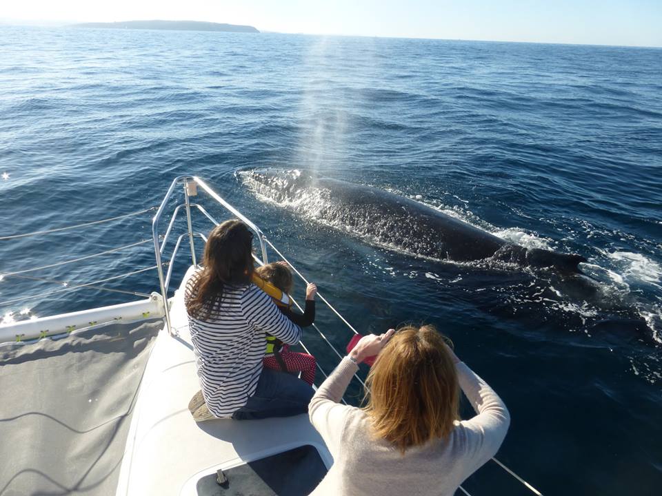 Sydney Dolphin and Whale Watching Experience