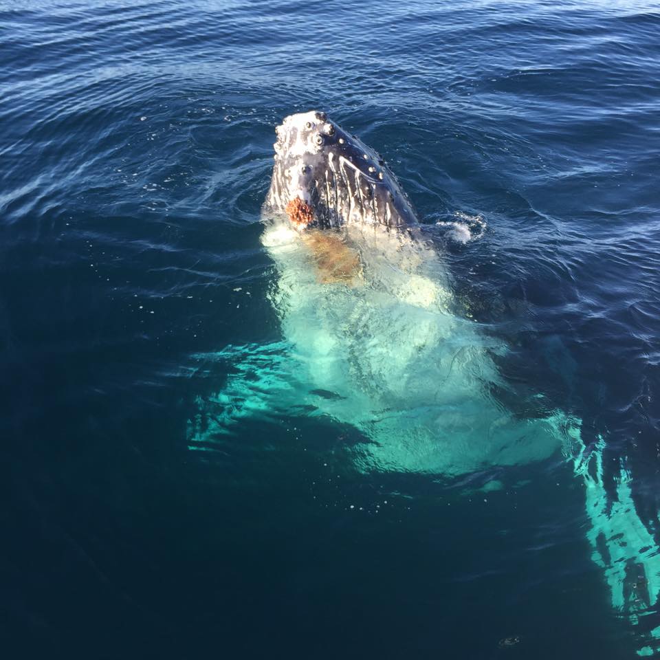 Sydney Dolphin and Whale Watching Experience