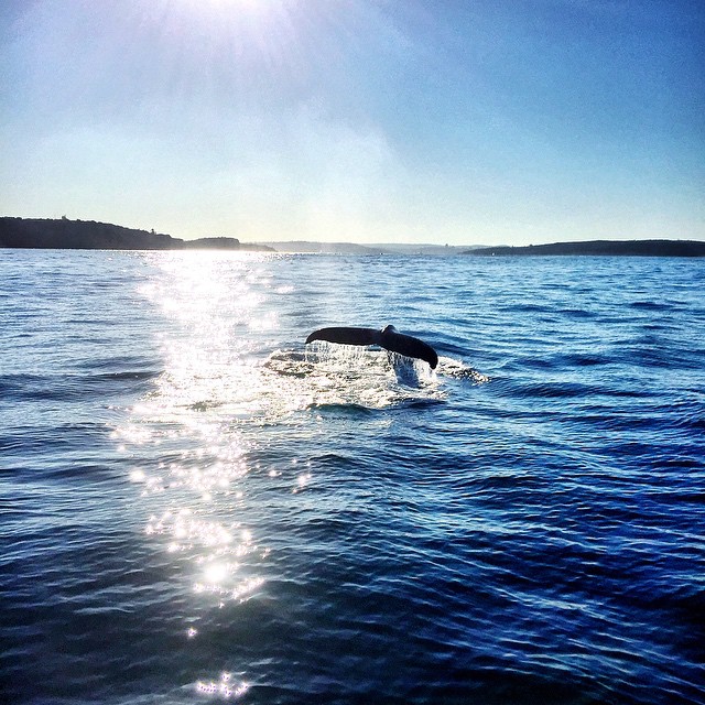 Sydney Dolphin and Whale Watching Experience