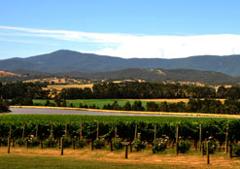 Yarra Valley Winery Tour