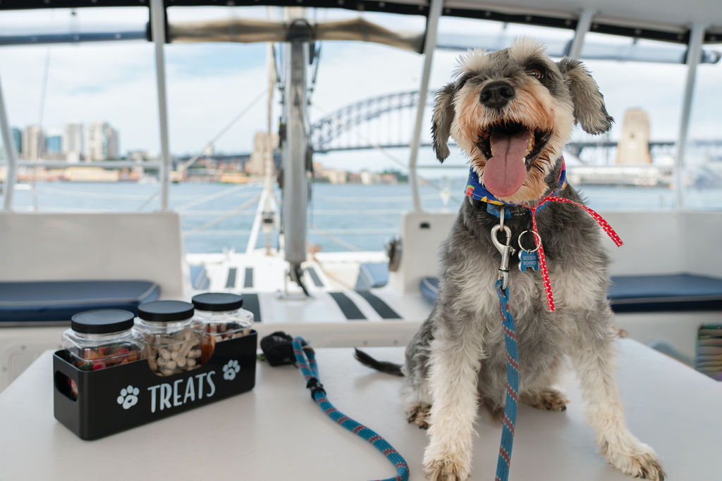 Dogs on Deck: Sydney's 1st Dog Friendly Harbour Cruise