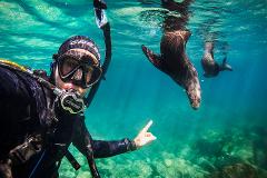 Single Dive with the Seals at Montague / Barunguba Island