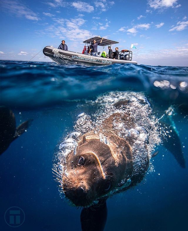 Snorkel with the Seals at Montague / Barunguba Island gift voucher