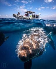 Snorkel with the Seals at Montague / Barunguba Island gift voucher