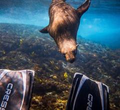 Gift voucher: Double dive Safari with the seals! Includes full set of equipment 