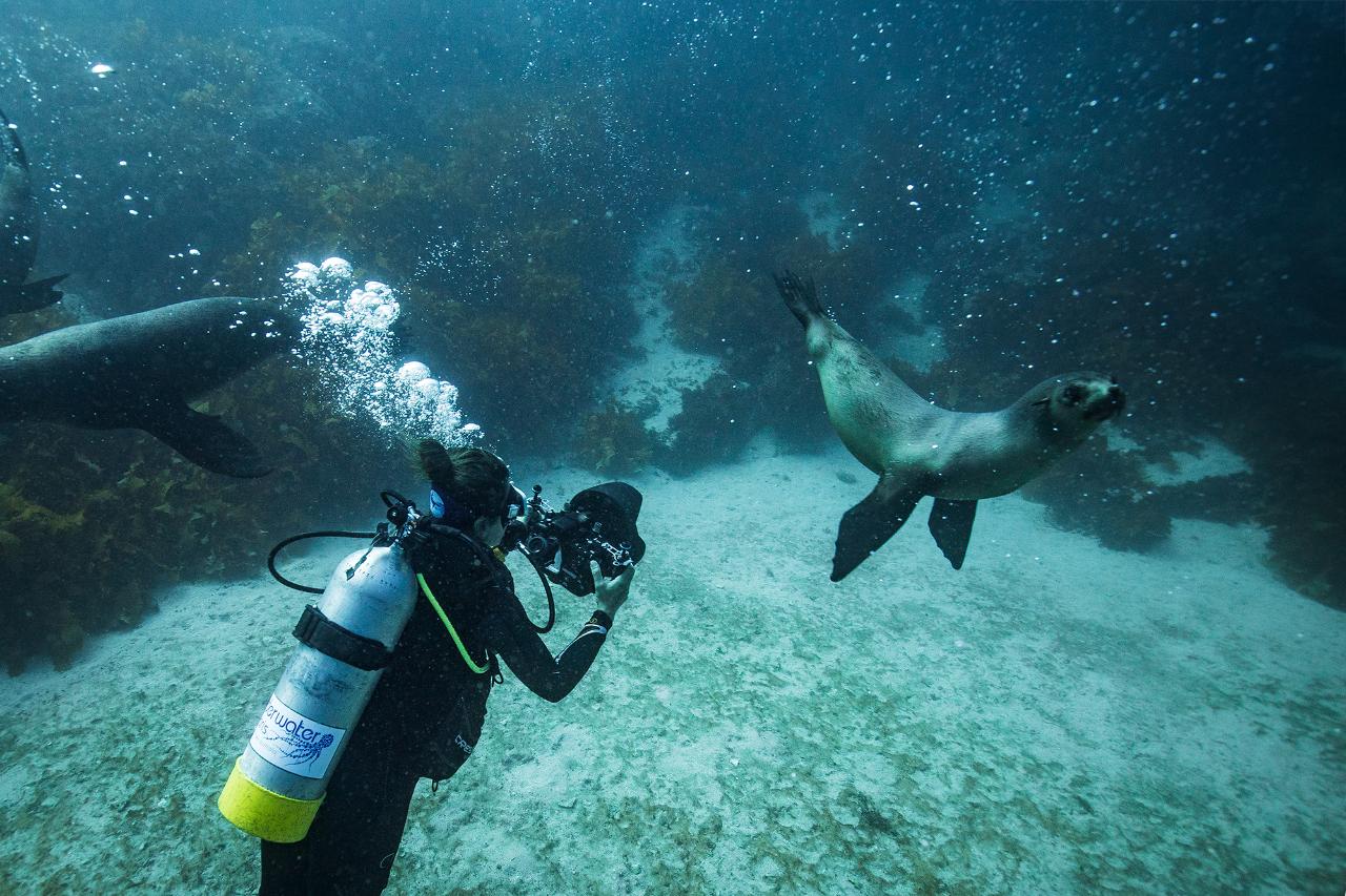 Freedive With Seals Snorkel With Seals Padi Guided Scuba Dive With Seals In The Batemans