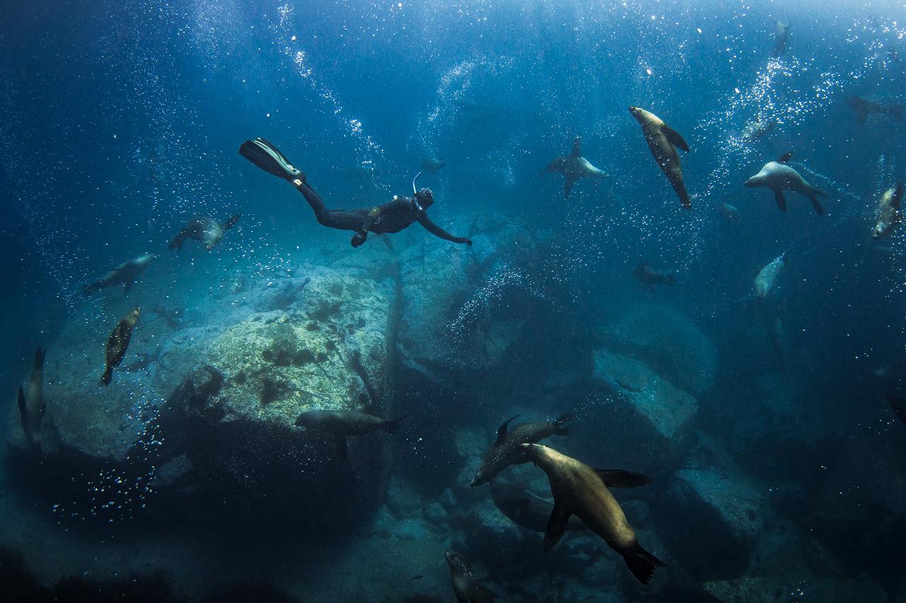 Freedive With Seals Snorkel With Seals Padi Guided Scuba Dive With Seals In The Batemans