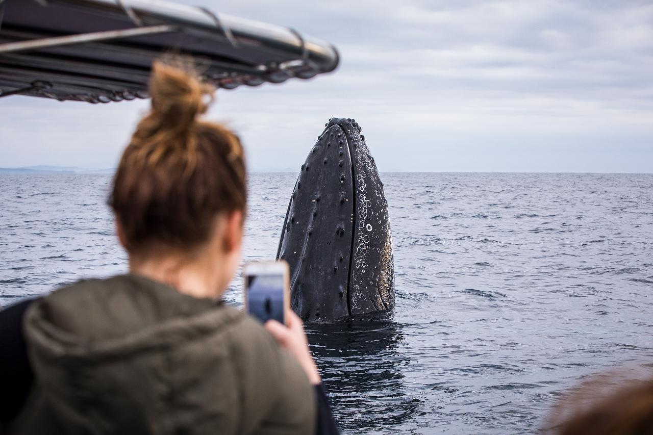 Whale Watching Safari