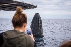 Whale Watching Safari