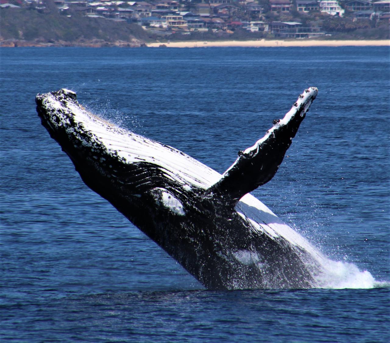 Whale Watch Cruise 