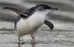 Philip Island Penguins  Express Private Tour