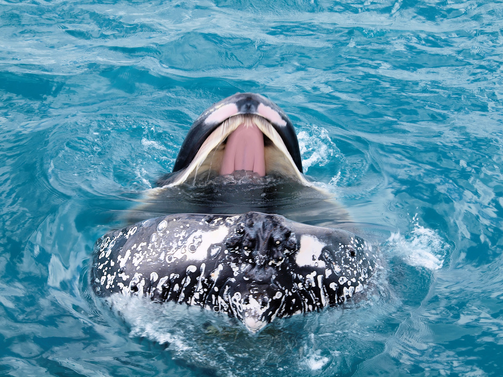 Half Day SPIRIT OF HERVEY BAY Whale Watch Cruises