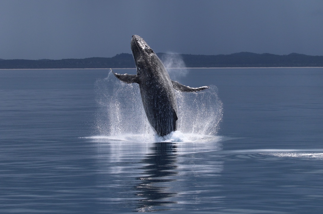 Half Day SPIRIT OF HERVEY BAY Whale Watch Cruises