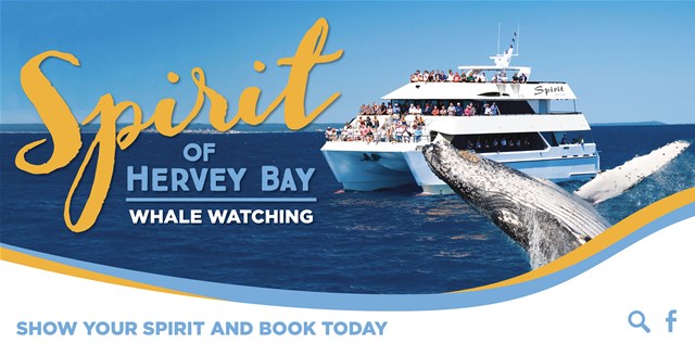 Half Day SPIRIT OF HERVEY BAY Whale Watch Cruises