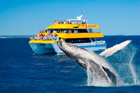 Afternoon Whale Watch SPECIAL