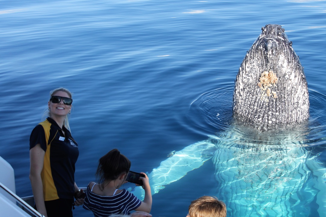 Spirit of Hervey Bay Whale Watching