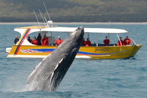 YAHOO Whale Watch Adventure