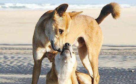 Fraser Island Fantastic Day Tour