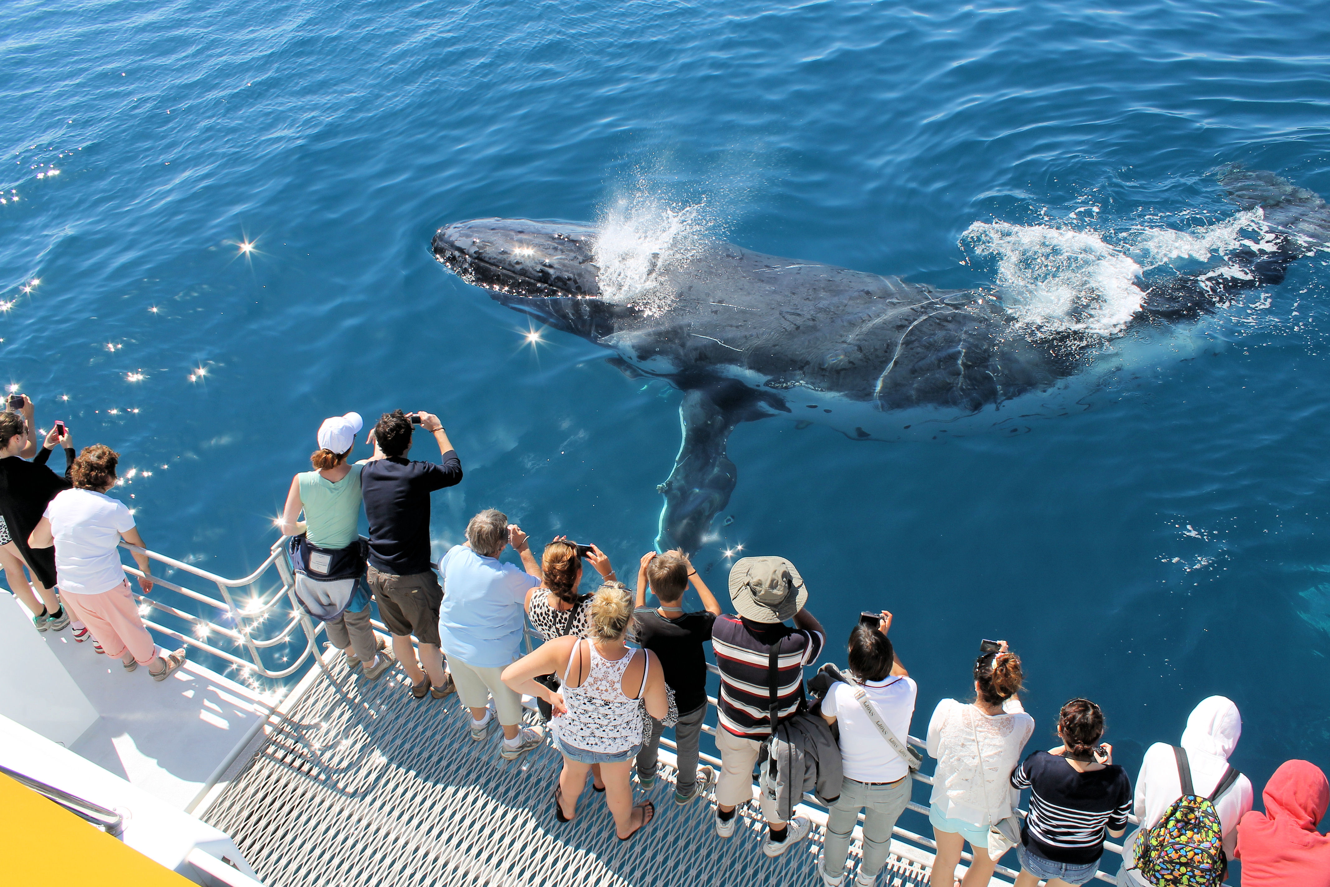 BEST VALUE 1/2 Day SPIRIT OF HERVEY BAY Whale Watch