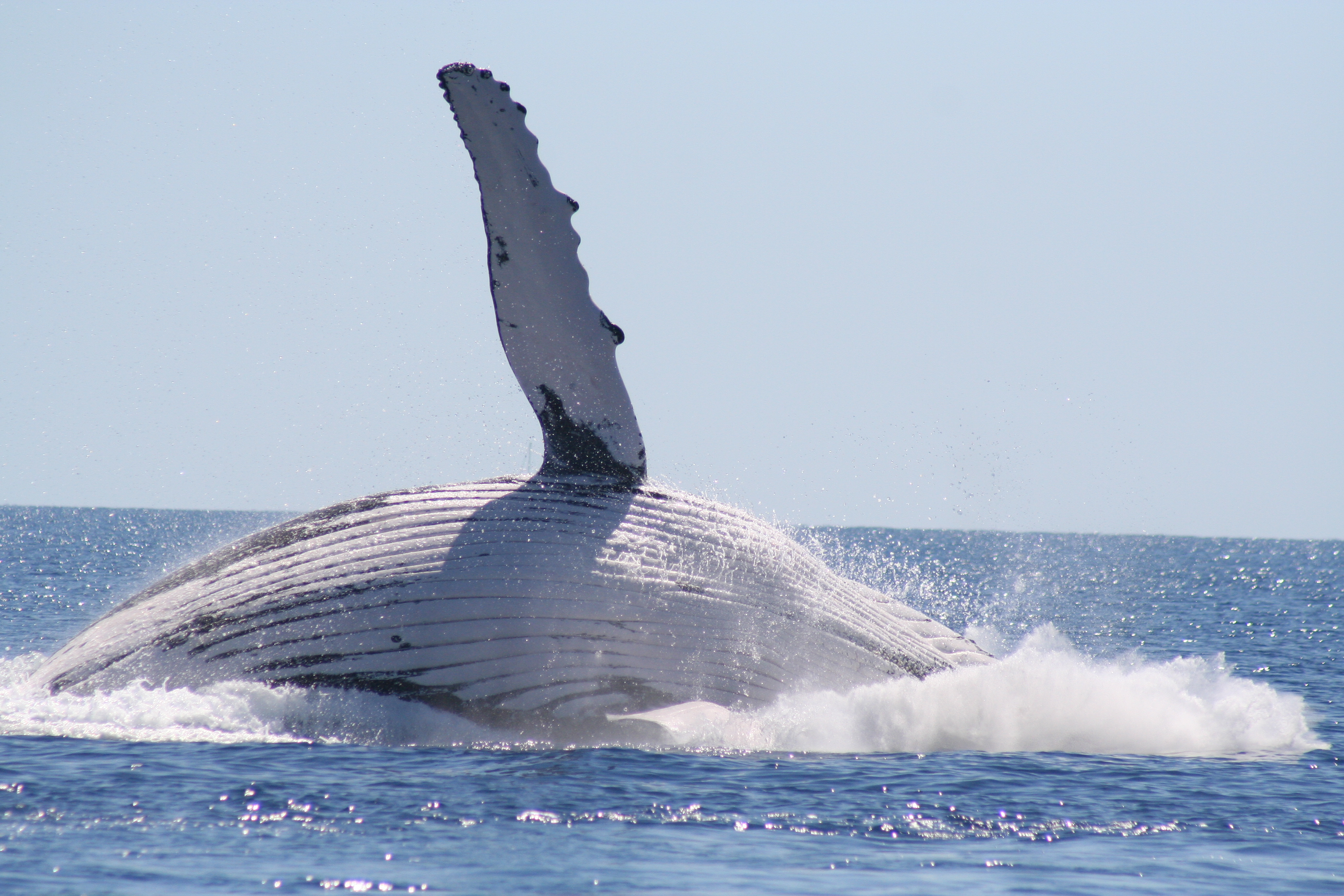 BEST VALUE 1/2 Day SPIRIT OF HERVEY BAY Whale Watch