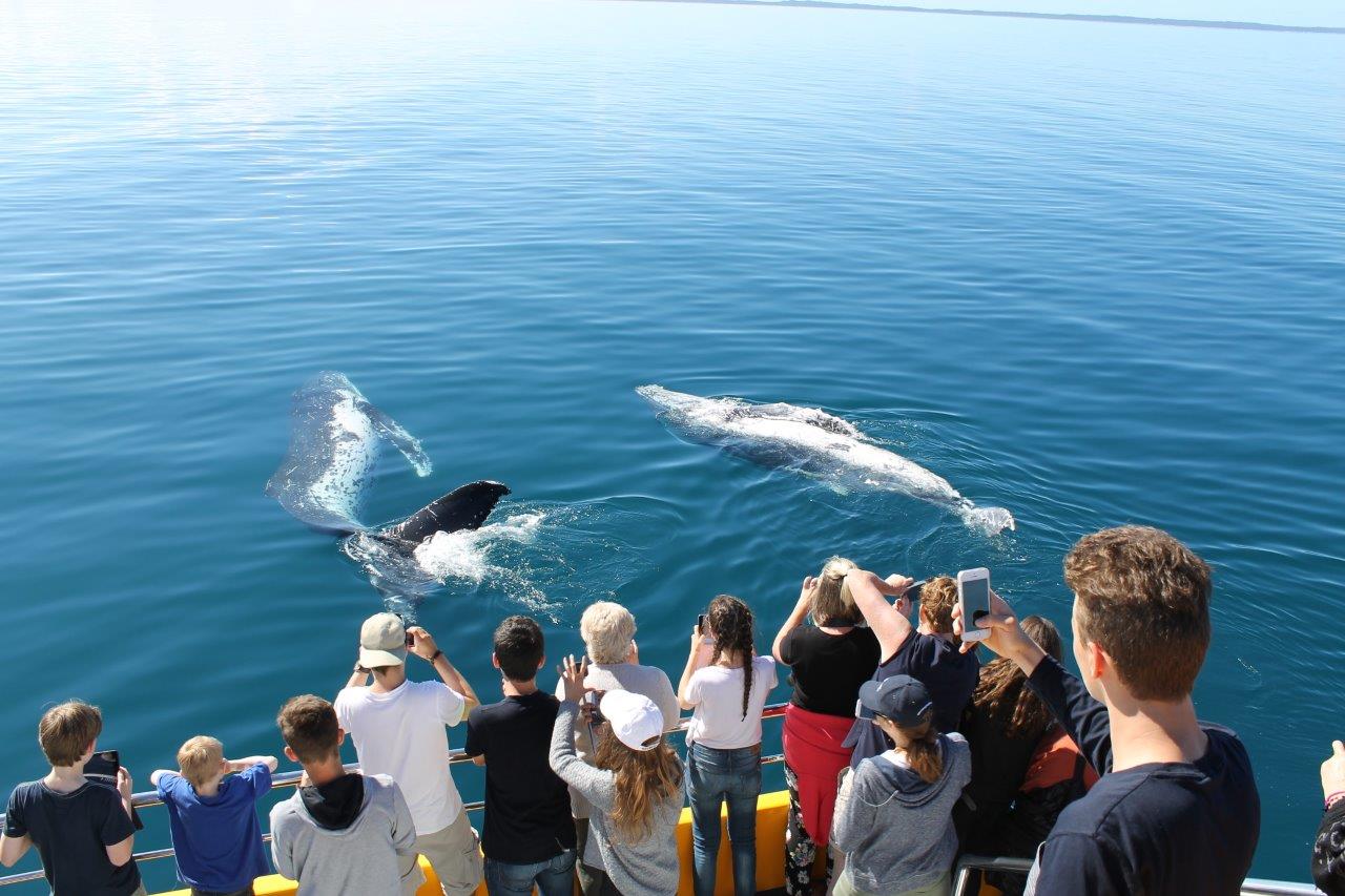 BEST VALUE 1/2 Day SPIRIT OF HERVEY BAY Whale Watch