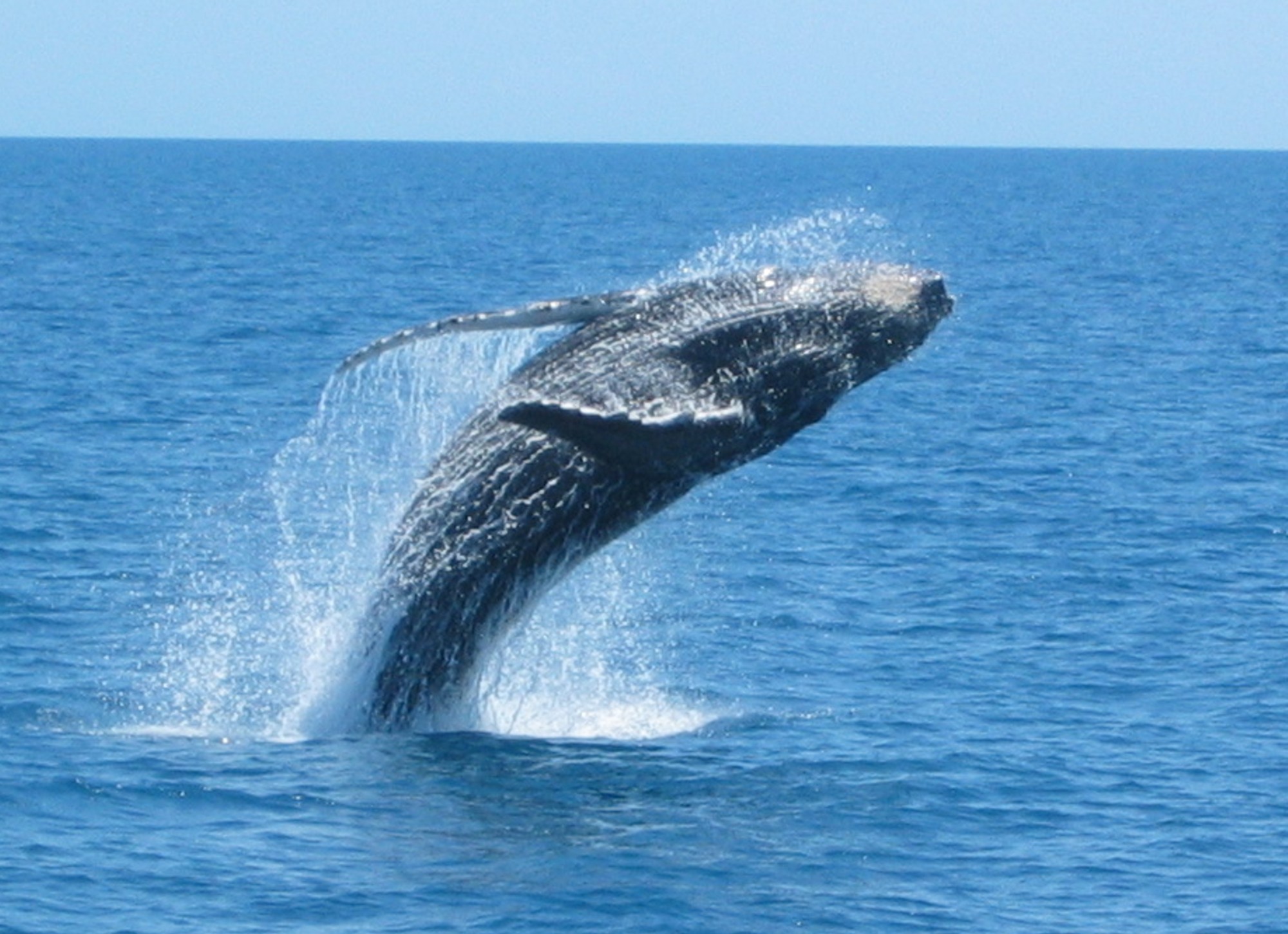 BEST VALUE 1/2 Day SPIRIT OF HERVEY BAY Whale Watch - Spirit Of Hervey