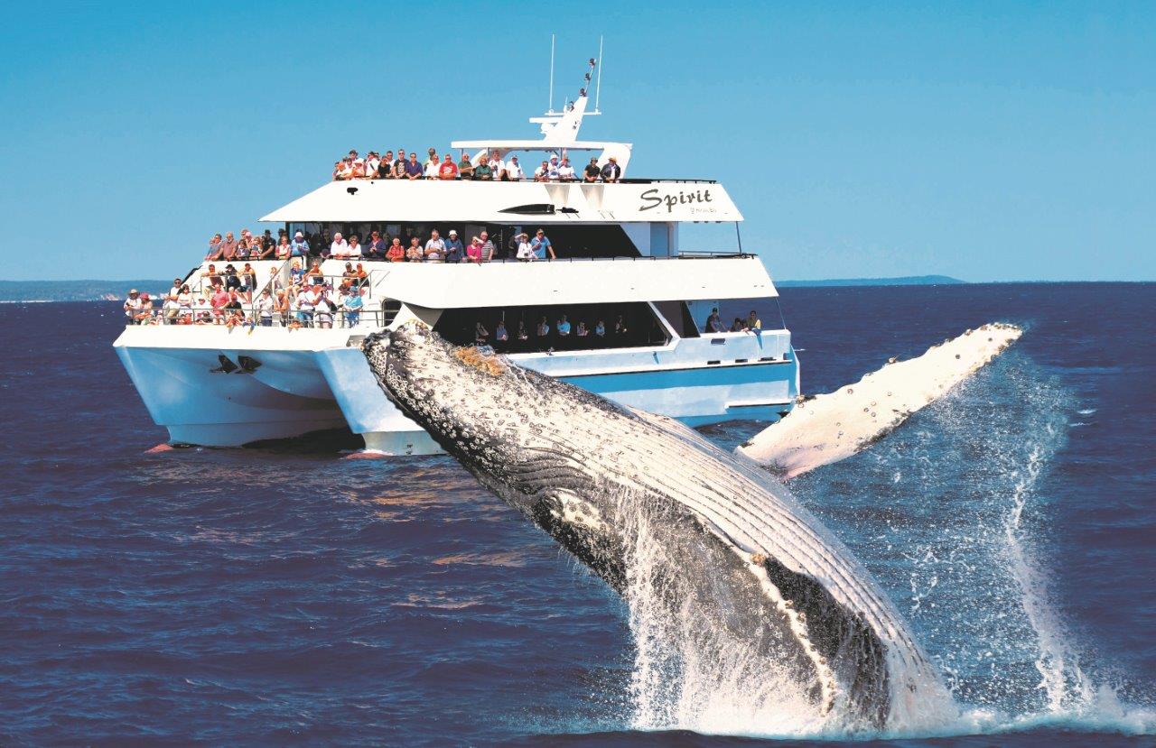 Half Day SPIRIT OF HERVEY BAY Whale Watch Cruises