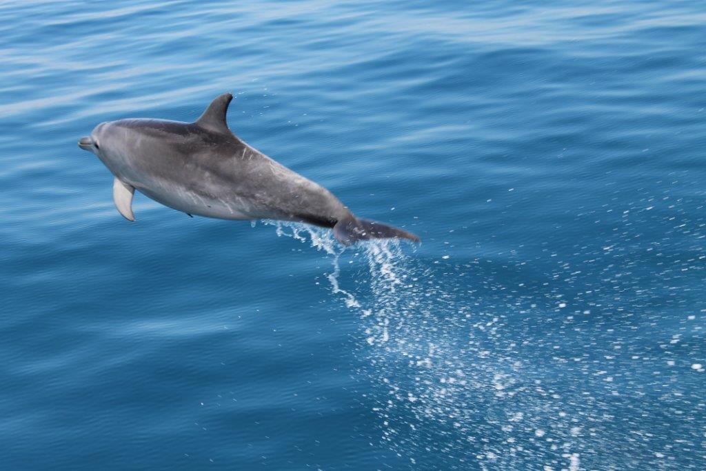 Dolphin Watching Cruise