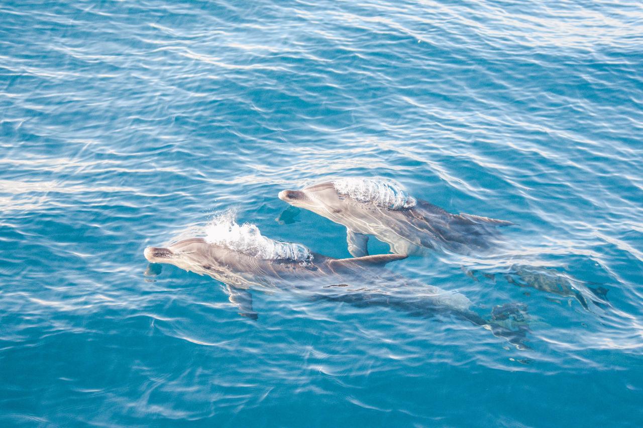 Dolphin Research Charter 