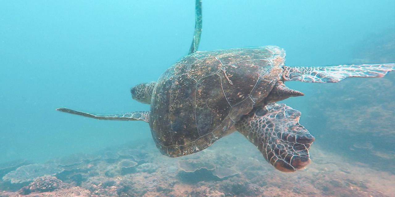 Mudjimba Island Double Dive