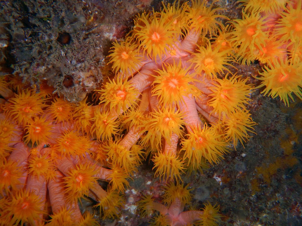 Night Reef Single Dive