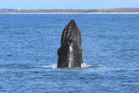 Whale Watching In Mooloolaba On Whale One Powered By Sunreef