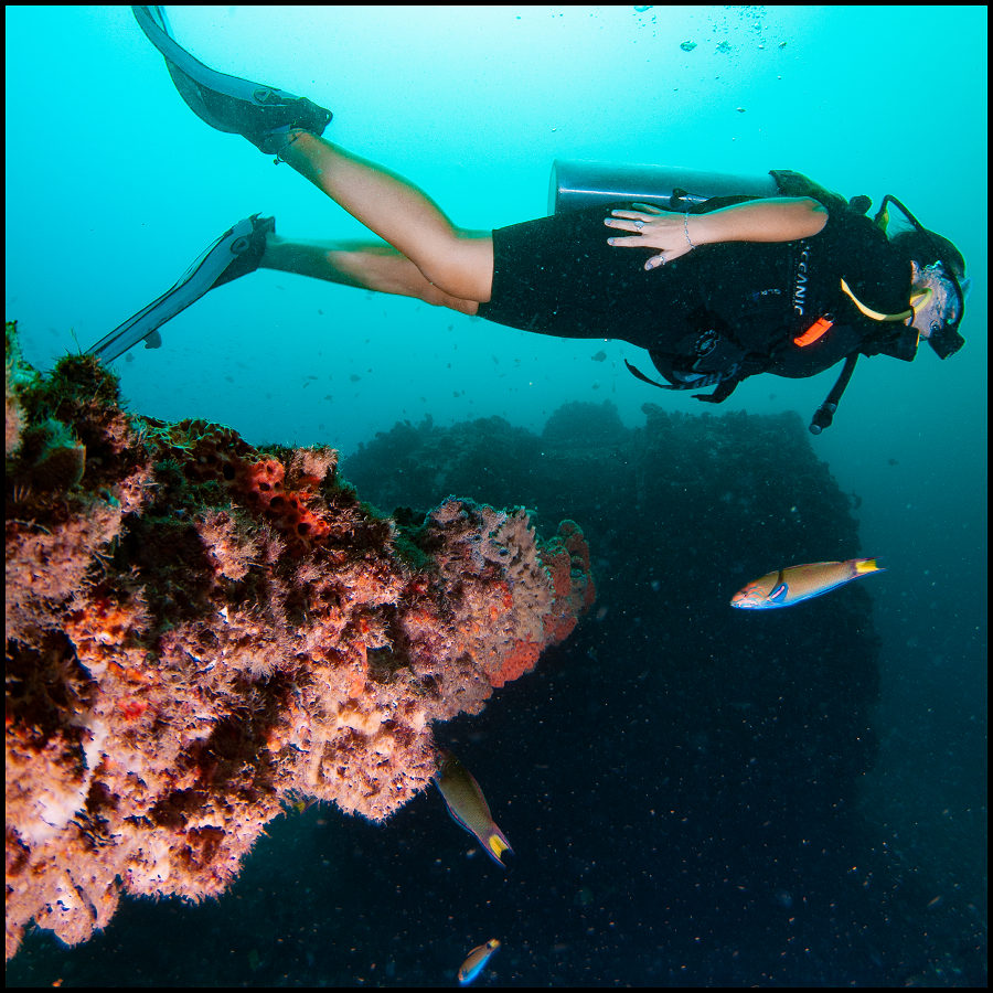 dive tour brisbane