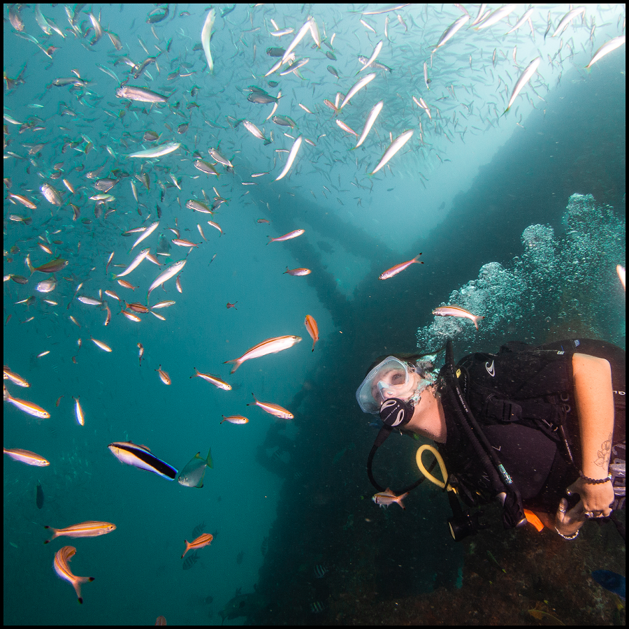 dive tour brisbane