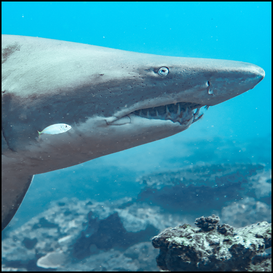 Grey Nurse Shark Reef Double Dive (Certified Divers Only)