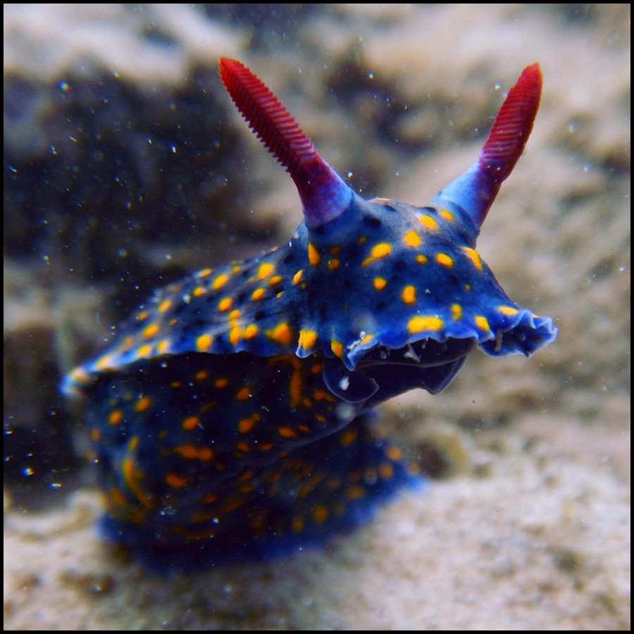 Nudibranch Double Dive