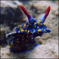 Nudibranch Double Dive