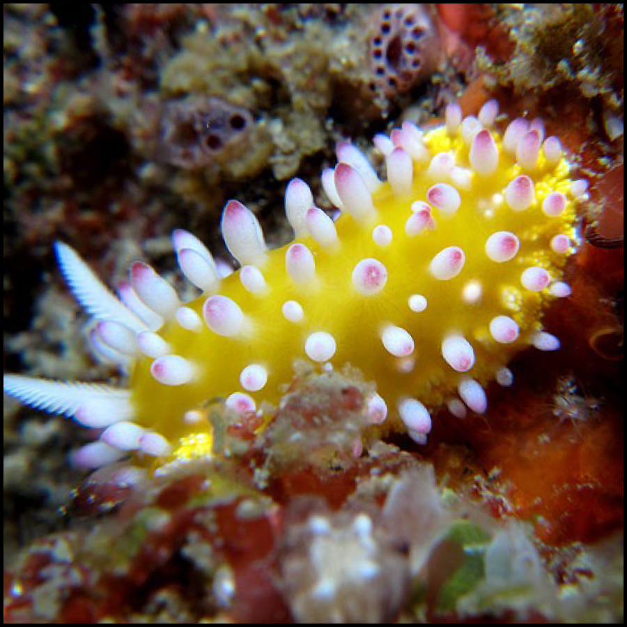 Nudibranch Double Dive - Sunreef, Immerse Yourself Reservations