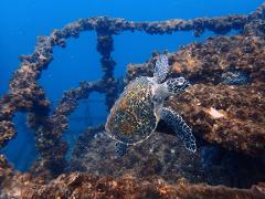PADI Women's Dive Day