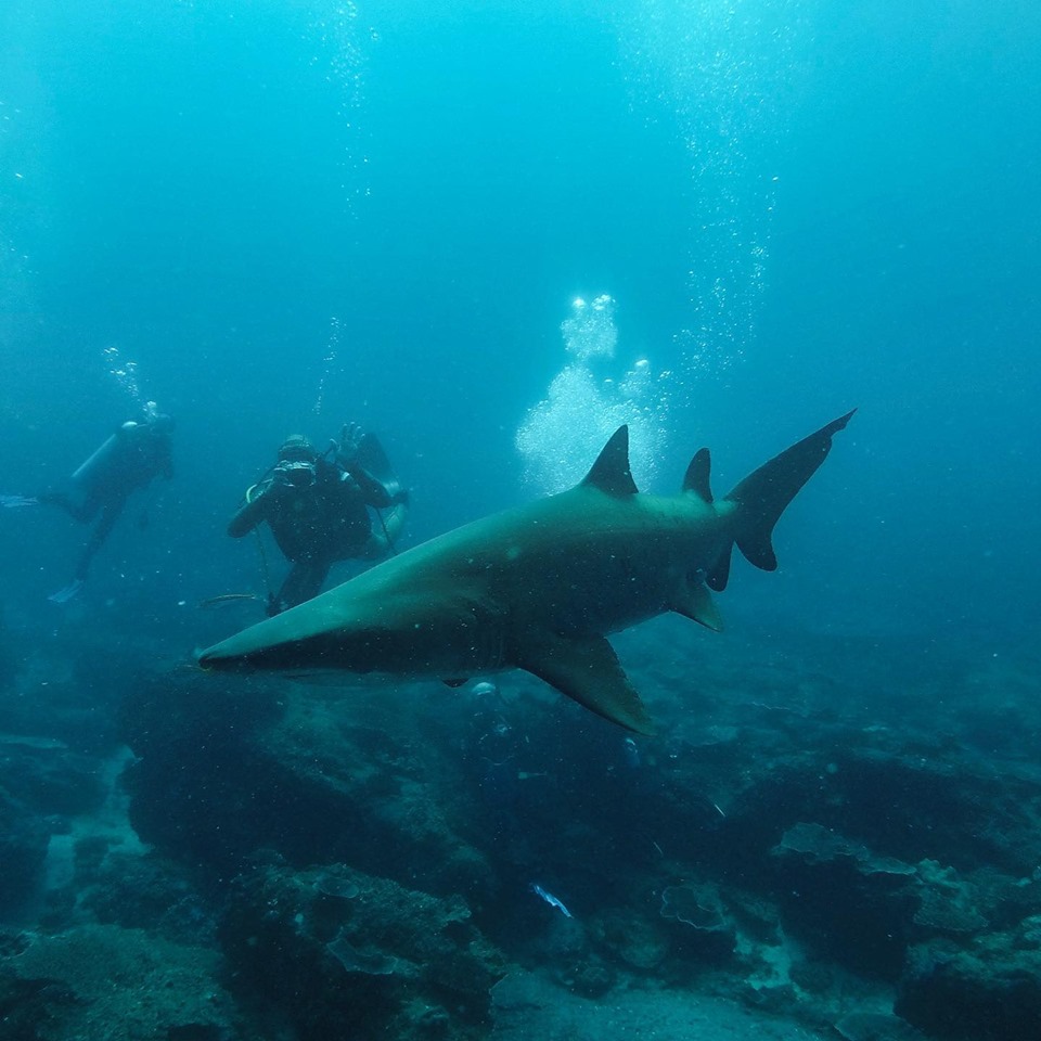 Grey Nurse Shark Reef Double Dive (Certified Divers Only)