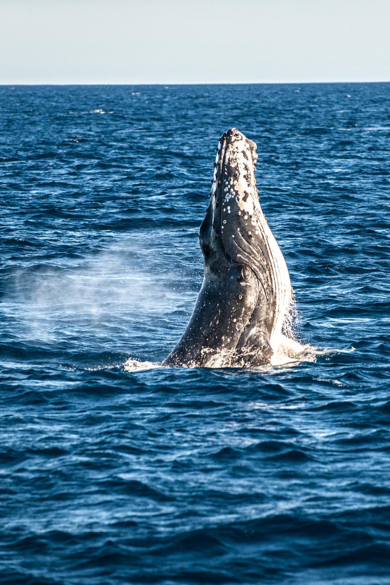 swim with whales tour