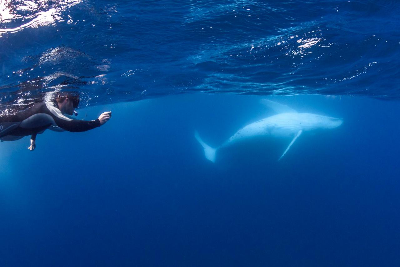 Swim with Whales Tour