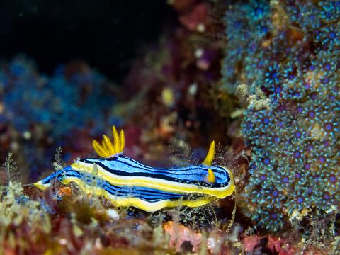 Nudibranch Double Dive