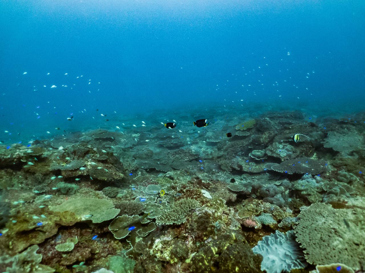 zLocal Reefs Double Dive (Shallow Reef Suitable for Open Water Students 6-18m)