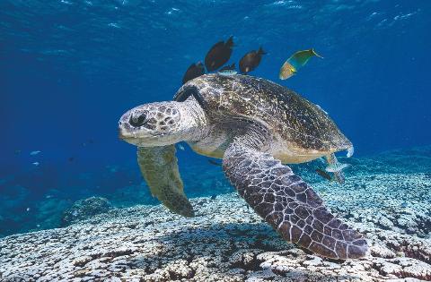 Flinders Reef Snorkelling Trip