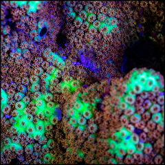 Flouro Night Reef Single Dive