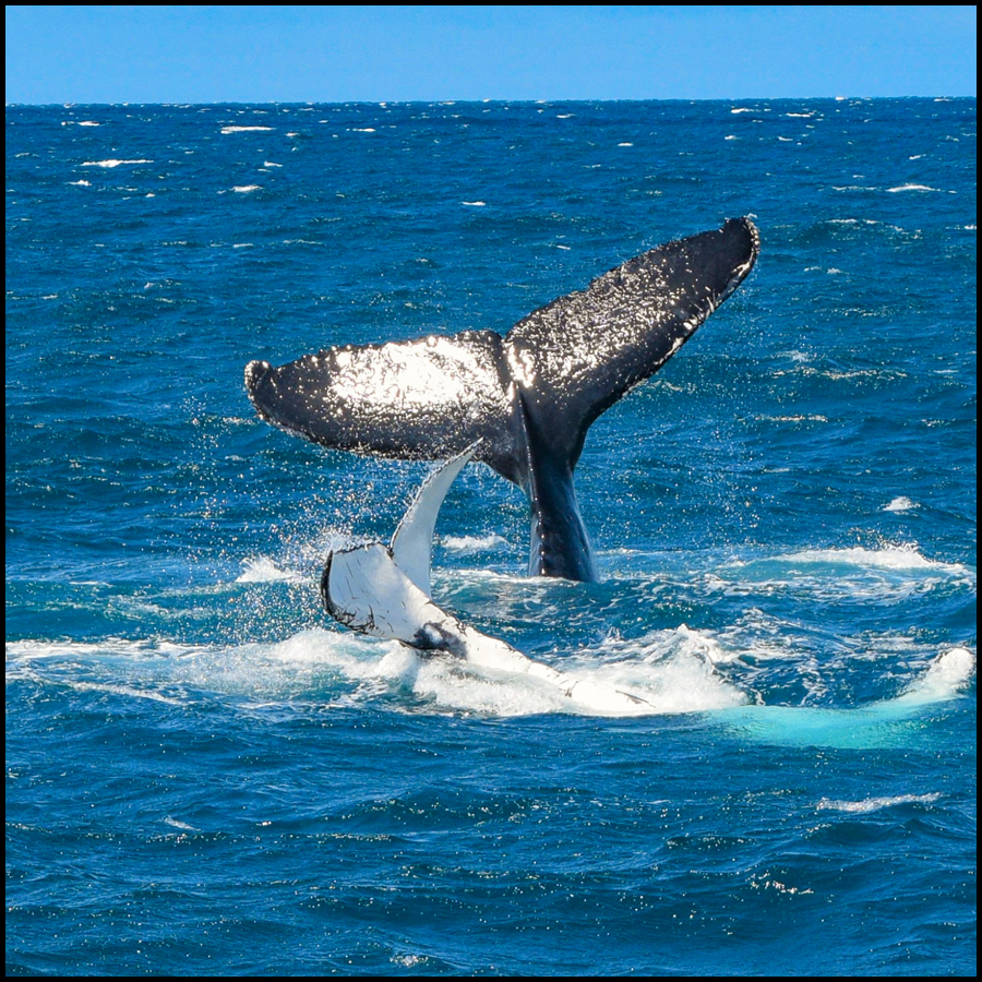 Whale Watching In Mooloolaba On Whale One Powered By Sunreef